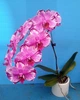 Орхідея (підліток зараз без квітів) TopDreams Phal 958 Da Shang Rosy Clouds (Ruey-Li Qween) квіти 10 см 1.7 (мох) - изображение 6
