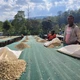 Зернова кава 70% арабіка 30% робуста свіжообсмажений купаж 1 кг - зображення 5