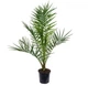 Канарский финик Phoenix canariensis - изображение 1