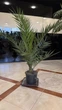 Канарский финик Phoenix canariensis - изображение 2