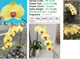 Орхідея (підліток зараз без квітів) TopDreams фаленопсис Phal 1319 Tiannong Yellow Butterfly 1.7 (мох) - изображение 6