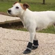 Защитная обувь для собак PROTECTIVE SHOES L (x2) черная - изображение 2