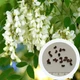 Акація біла насіння (1 г прибл. 50 шт) (Robinia pseudoacacia) робінія звичайна псевдоакація - зображення 1