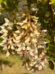 Акація біла насіння (1 г прибл. 50 шт) (Robinia pseudoacacia) робінія звичайна псевдоакація - зображення 4