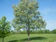 Акація біла насіння (1 г прибл. 50 шт) (Robinia pseudoacacia) робінія звичайна псевдоакація - зображення 8