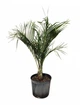 Пальма Dypsis decaryi - изображение 1