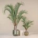 Пальма Dypsis decaryi - изображение 3