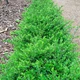 Жимолость блискуча "Garden Clouds Green Breeze" Р9 - зображення 3