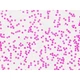 Набір мікропрепаратів Bresser Histology 30 шт (5985000) (931505) - зображення 7