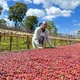 Кава в зернах 100% арабіка Ефіопія Yirgacheffe свіжого обсмажування 1 кг - зображення 7