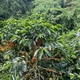 Кава в зернах 100% арабіка Costa Rica Colibri свіжого обсмаження 1 кг - зображення 6
