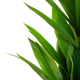 Штучна рослина Homla Tropical Zone Драцена 160 см (5904183877860) - зображення 2
