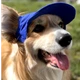 Кепка для собак Hat-Dog котон синя з регульованою затяжкою 3/M - изображение 1