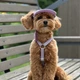 Кепка для собак Hat-Dog льон лаванда з регульованою затяжкою5/XL - зображення 4