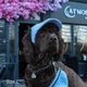 Кепка для собак Hat-Dog вельвет блакитна з регульованою затяжкою 2/S - изображение 3