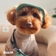 Панама для собак Hat-Dog вельвет оливкова з регульованою затяжкою 4/L - изображение 3