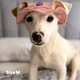 Панама для собак Hat-Dog вельвет пудра з регульованою затяжкою 4/L - зображення 3