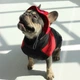 Панама для собак Hat-Dog вельвет червона з регульованою затяжкою 4/L - изображение 3