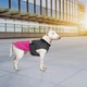 Попона Pet Fashion «Roy» для собак, размер XL, малиново-сірий - зображення 7