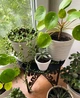 Подставка металлическая для цветов-вазонов NC Home Plant черная 110396 - изображение 4