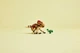 Конструктор LEGO Jurassic World Маленький динозавр Долорес: аквілопс 339 элементов (76970) - изображение 7