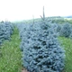 Семена ели голубой (Picea pungens f.Glauca) 10 семян OGOROD - изображение 1
