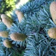 Семена ели голубой (Picea pungens f.Glauca) 10 семян OGOROD - изображение 3