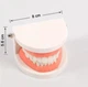 Макет зубов для правильной чистки и гигиены Dents тренировочная модель челюсти для стоматологов / обучения детей, 8х5.6 см, белый (102970216) - изображение 7