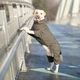 Комбінезон для собак Noble Pet Travis L - зображення 8