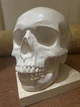 Череп людський лакерований декор White ABC handmade - зображення 3