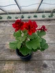Королевская пеларгония Aristo Velvet Red, взрослое цветущее растение - изображение 1