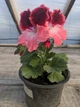 Королівська пеларгонія Melva Cherry Rose, саджанець в 100-грамовому стаканчику - зображення 2
