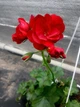 Плющелистная (ампельная) пеларгония Allegria Velvet Red, подрощенное цветущее растение в горшке 400 мл - изображение 1