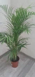 Пальма Dypsis lutescens - изображение 2