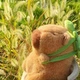Мягкая плюшевая игрушка Капибара Capybara с рюкзачком черепашкой на спине 35см - изображение 4