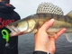 Силікон Lucky John Minnow 5,5in / 139мм / 4шт / колір T18 (140151-T18) - изображение 4