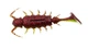 Силікон Alien Bug Lucky John Pro Series 1.5 in / 38мм / 10шт / колір T44 (140164-T44) - зображення 3