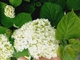 Гортензія деревоподібна Анабель. (Hydrangea arborescens Annabelle) P9 - зображення 3