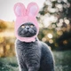 Шапка с ушками для кошек плюшевая на регулируемой липучке S/M 34*16 см. Розовый - изображение 2