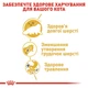 Корм сухий Royal Canin Persian Adult для котів перської породи 2 кг (3182550702614) - зображення 2