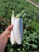 Семена Баклажан Моби Дик F1, 10 шт (Libra Seeds) - изображение 3