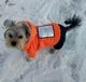 Зимний комбинезон для собак Dog S Оранжевый - изображение 11