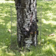 Siatka zabezpieczająca przed bobrami AquaEl SAFE TREE (5905546339841) - obraz 5