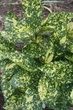 Аукуба японська 2 річна, (Aucuba japonica) горщік С1.5 - изображение 2