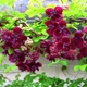Саджанці Акебії п'ятилистої (Akebia quinata) горщик Р9 - изображение 1