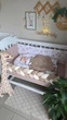 Кокон з крилами Chickabiddy, двосторонній зима-літо, кавовий бавовняний велюр + Оленята з кульками, 100% бавовна, позиціонер гніздечко для сну новонароджених, 90х52 см - зображення 10