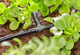 Rozdzielacz Gardena 4.6 mm 10 szt (13211-20) - obraz 3