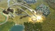 Sid Meier's Civilization 5 (Gold Edition) Steam Key Код для Steam - изображение 6
