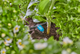 Regulowany wbudowany kroplownik Gardena 13315-20 - obraz 4