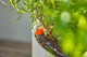 Набір для крапельного поливу Gardena Micro-Drip-System StartSet Balkon (13401-20) - зображення 3